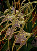 the orchid