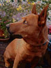 Dell's Dog