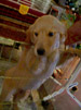 Puppy Love