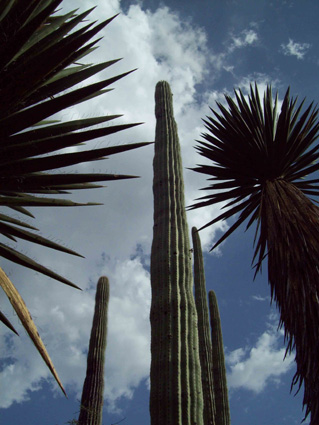 cactus cuisine