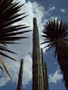 cactus cuisine