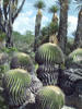 cactus memoire