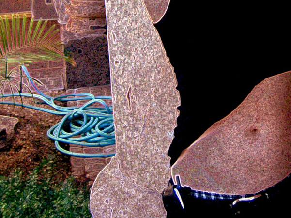 The Hose