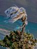The Shifting Wind