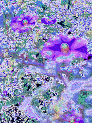 Flowering