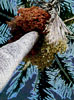 Palm