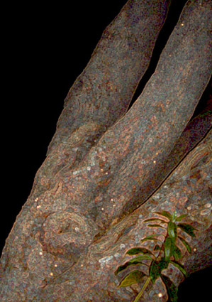 Digitated Tree
