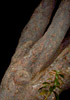 Digitated Tree