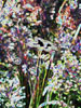 Spectral Growth