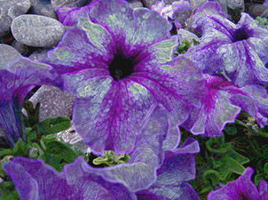 Homage to Nature
