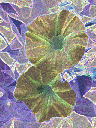 Morning Glories