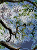 Spiral Nature