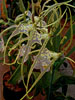 The Orchid