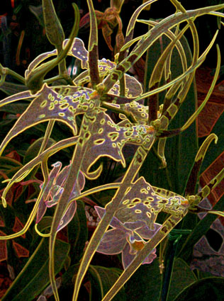 the orchid